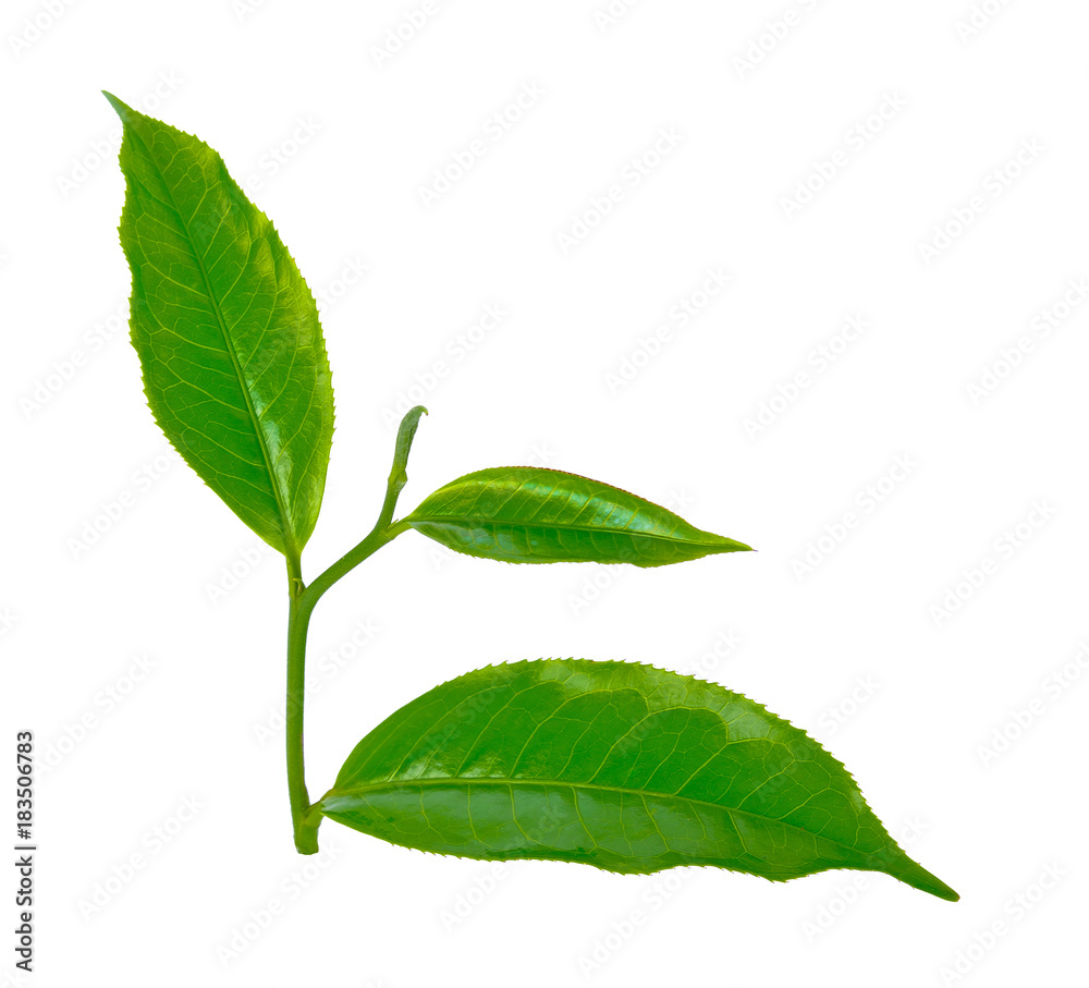 Fototapeta premium green tea leaf isolated on white background