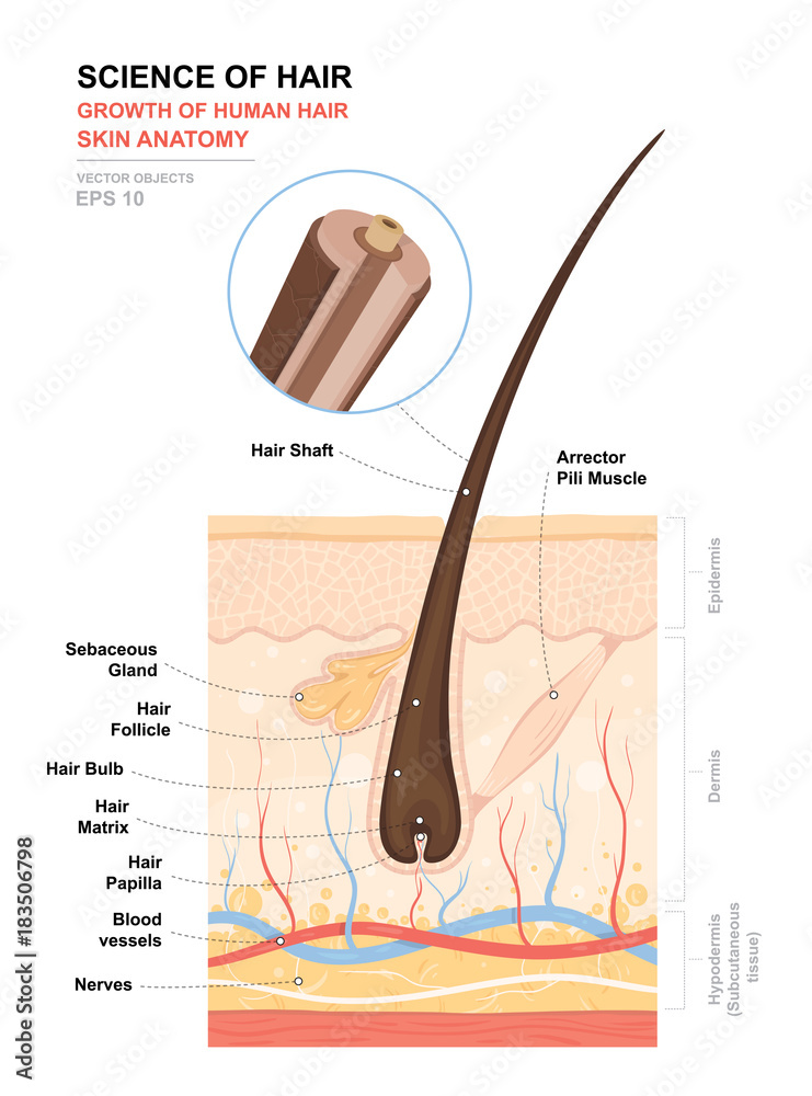 Anatomical training poster. Growth and structure of human hair. Skin and hair  anatomy. Cross section of the skin layers. Detailed medical vector  illustration Stock Vector | Adobe Stock