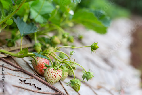 Strawberry farm Thailand.