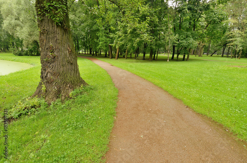 Path between trees in the Park.
