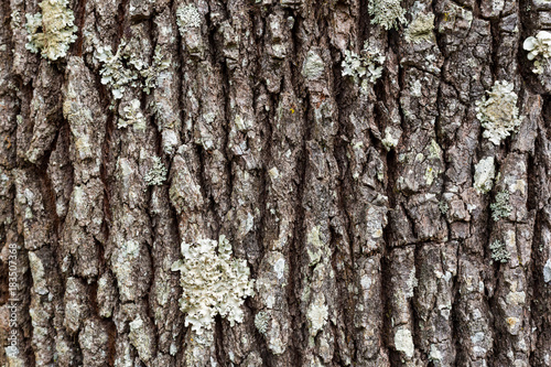 Fototapeta Naklejka Na Ścianę i Meble -  Tree bark texture