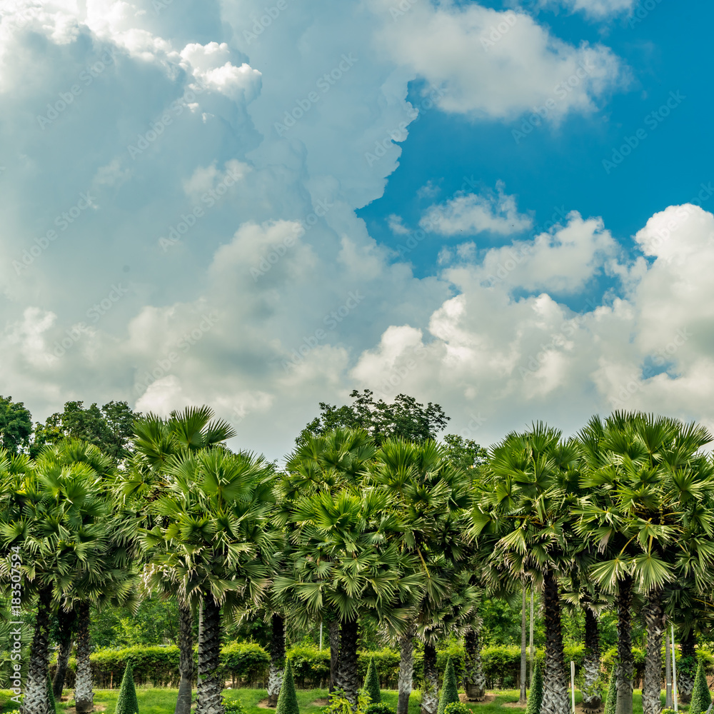 Green palm trees Green palm trees