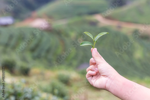 Green tea bud and leaves.