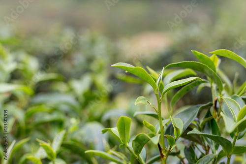 Green tea bud and leaves.