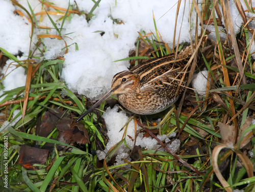 A common snipe sits on the shore with a green grass and snow