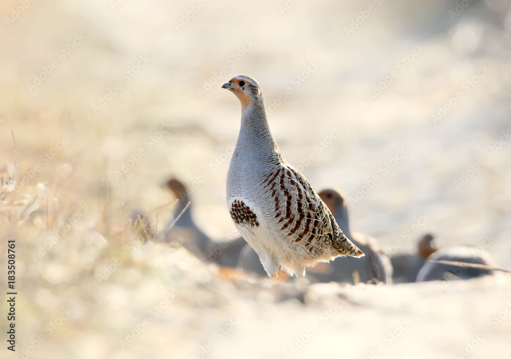 Leader of a flock of gray partridges in a pose of attention, look at the photographer. The image is in the backlight Leader of a flock of gray partridges in a pose of attention, look at the photographer. The image is in the backlight