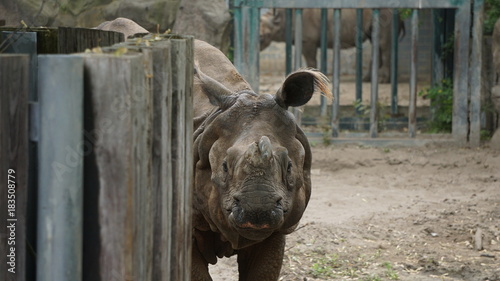 Nashorn Zoo