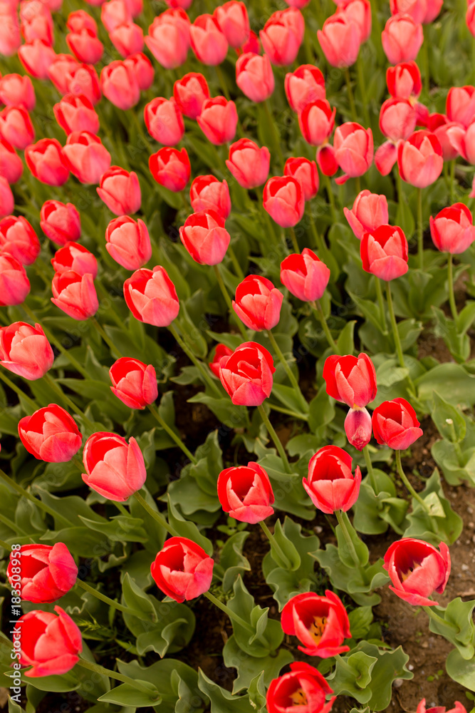 Beautiful red tulips in a park in the nature