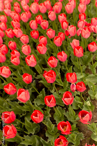 Fototapeta Naklejka Na Ścianę i Meble -  Beautiful red tulips in a park in the nature
