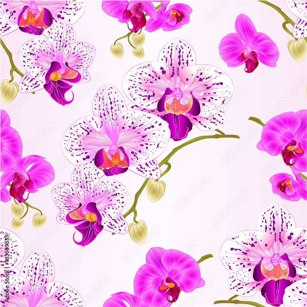 Fototapeta Bezszwowej tekstury orchidei purpurowi i purpurowi biali Phalaenopsis wywodzą się z kwiatami i pączka zbliżenia rocznika editable ilustraci ręki wektorowym remisem