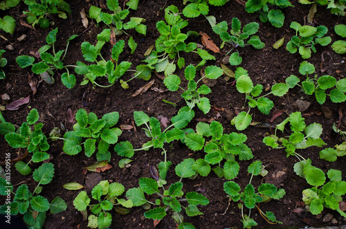 Young plants seedlings in soil, Top view