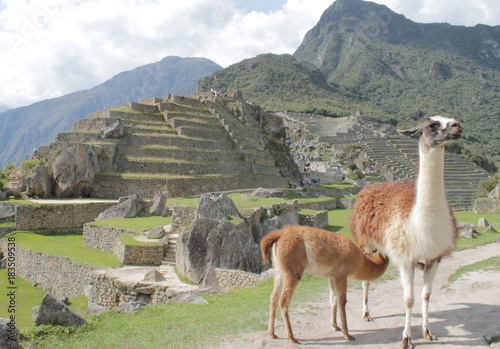 Llama and it's baby in front of Machu Picchu in Peru