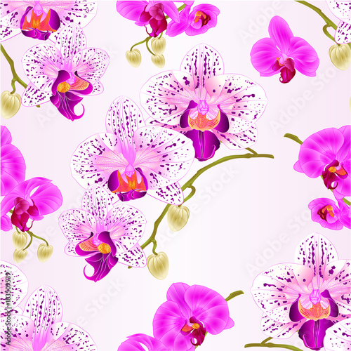 Seamless texture  Orchids purple and purple white Phalaenopsis stems with flowers and  buds closeup  vintage  vector editable illustration hand draw