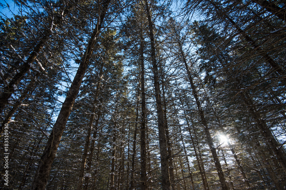 Fototapeta premium Forrest in the Winter