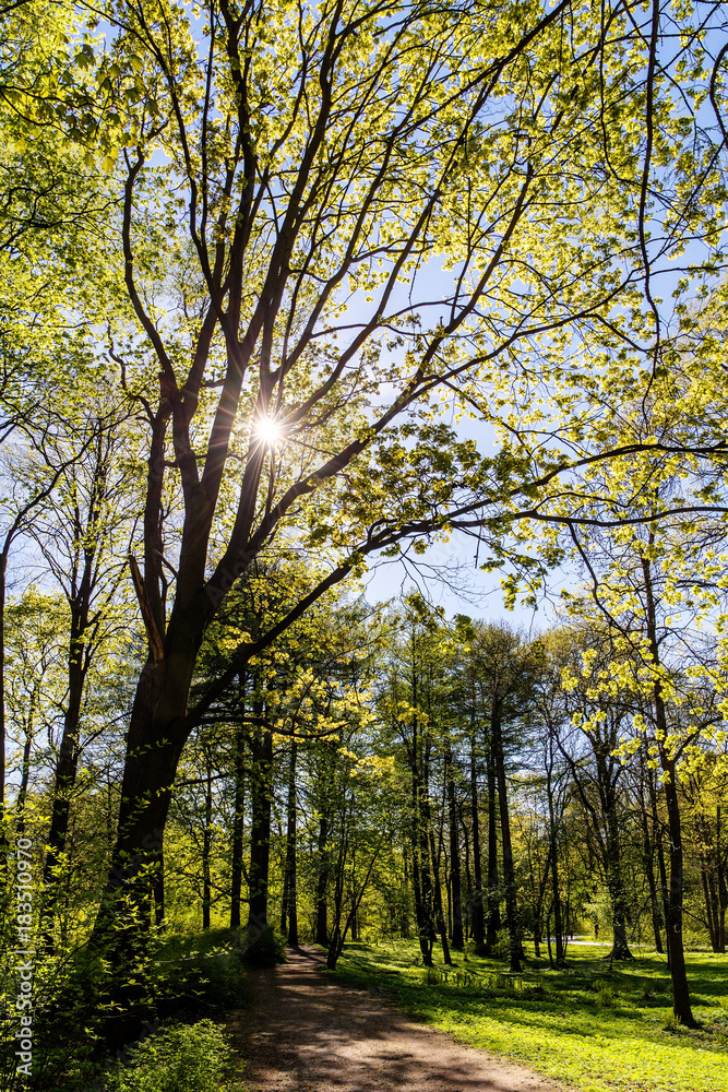 bright spring sun