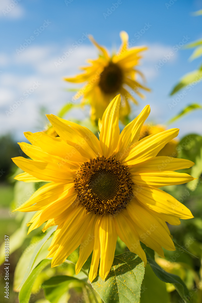 Obraz premium Sunflowers