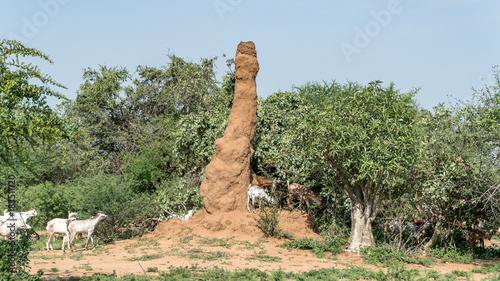 Huge termite mound in Africa, South Ethiopia, Omo valley photo