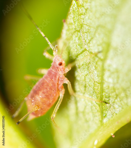 small aphid on a green leaf in the open air