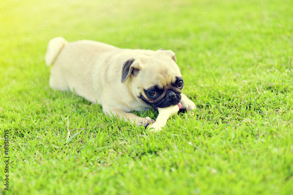 Little Pug eating a bone in garden
