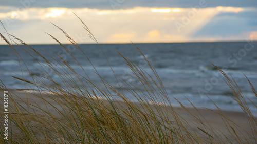 Grass on the sea shore