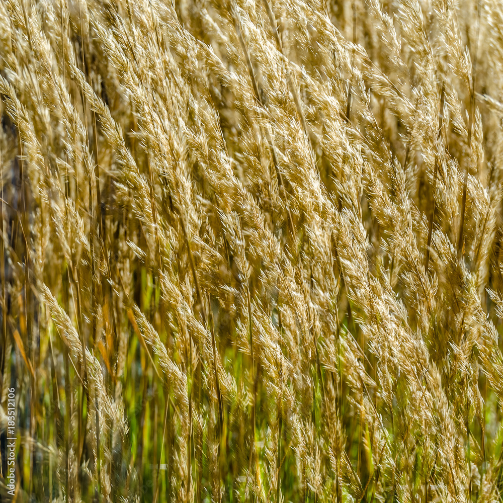 Fototapeta premium Decorative grass background