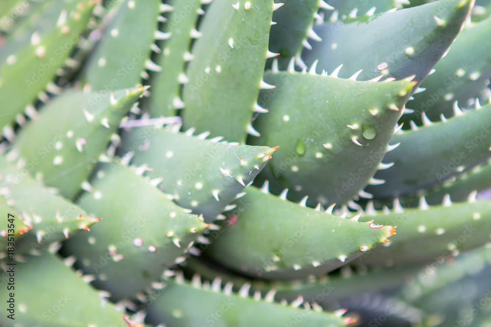 Aloe Vera plant Aloe Vera plant