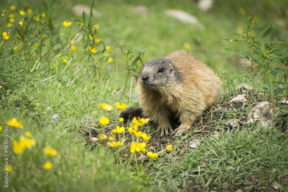 Fototapeta premium Alpine marmot in the natural environment. Dolomites.