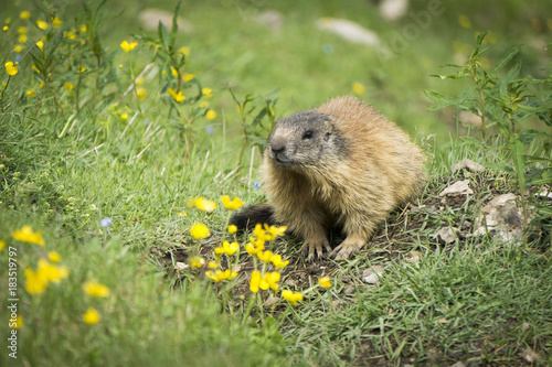 Alpine marmot in the natural environment. Dolomites.