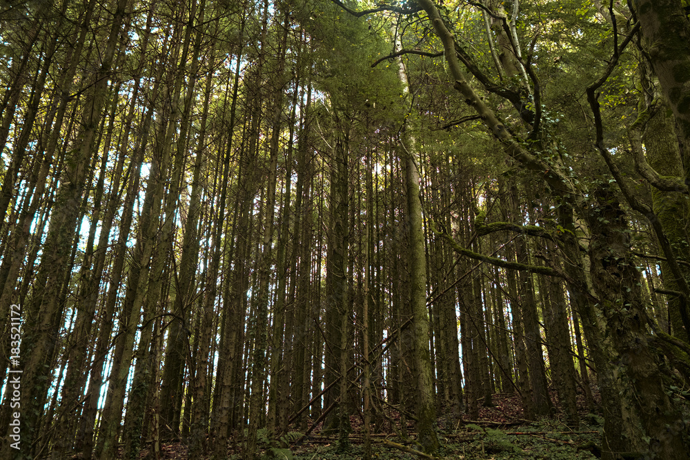 Fototapeta premium Tall Forest
