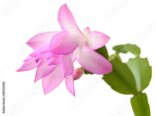 Schlumbergera. Pink flower the Zygocactus  or the Christmas cactus isolated on a white background