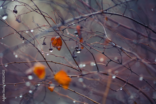 abstract and blurred background with branches and raindrops