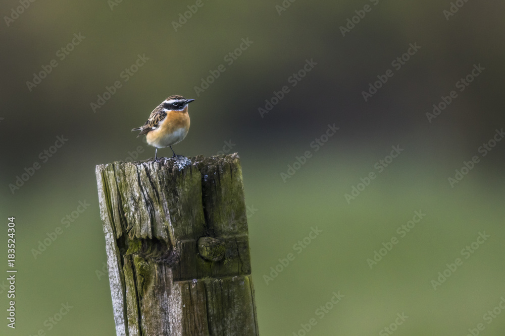 Braunkehlchen (Saxicola rubetra)