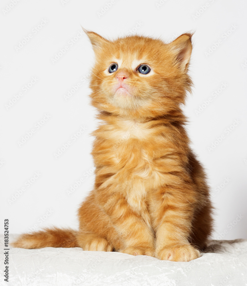 Maine Coon ginger kitten looks