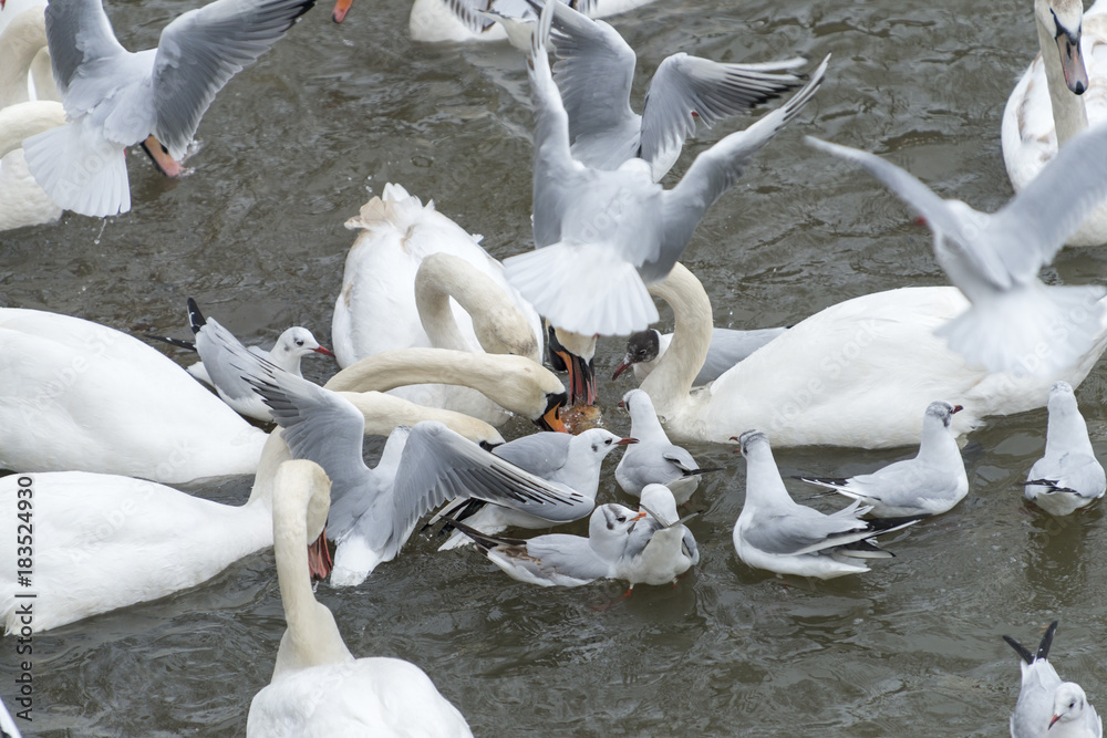 Obraz premium Schwäne und Lachmoewen streiten sich um Futter.