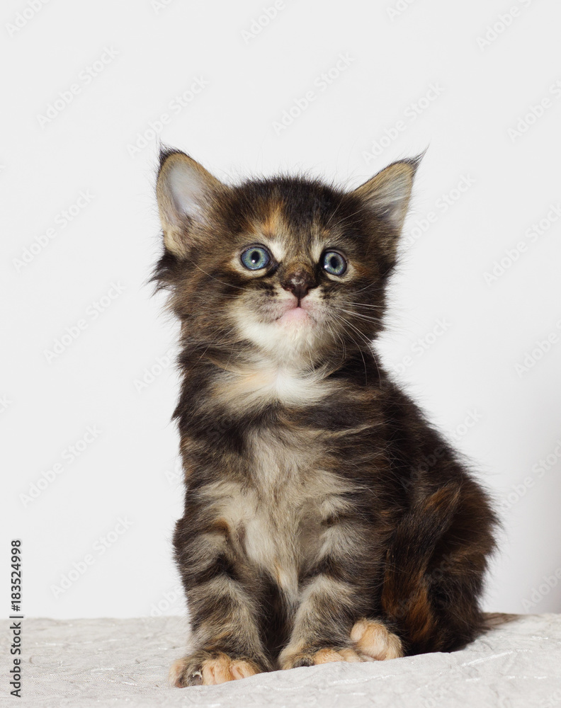 tri-color kitten of Maine Coon looks