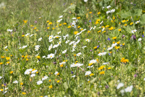 Alpenflora, Almwiese mit Wildblumen. © Oskar