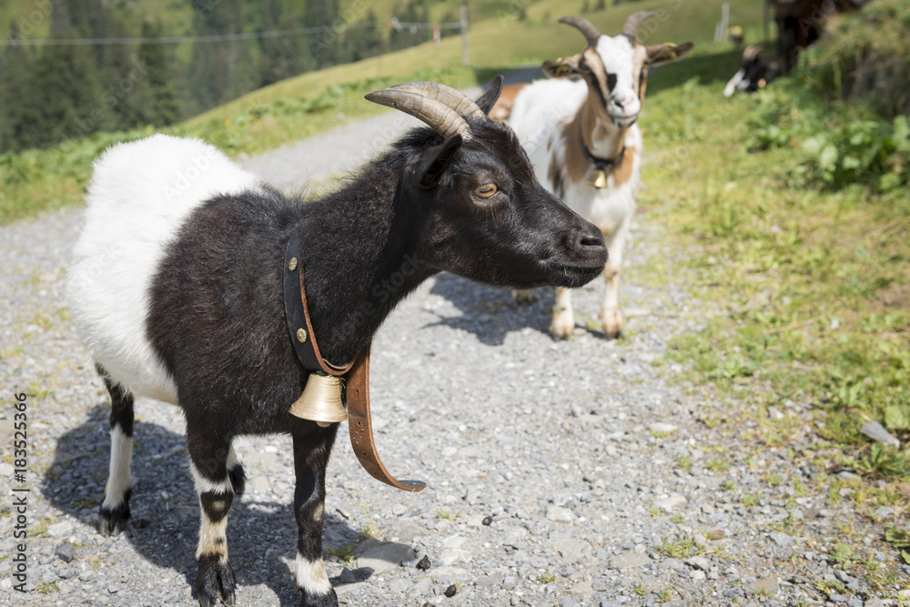 Fototapeta premium Ziegen, Österreich, Bregenzerwald
