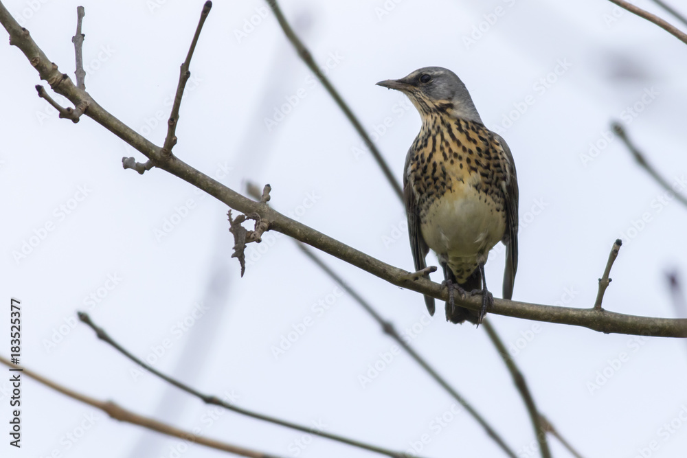 Wacholderdrossel (Turdus pilaris) Wacholderdrossel (Turdus pilaris)
