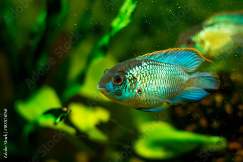 Aulonocara, or African Acari, tropical fish in the aquarium