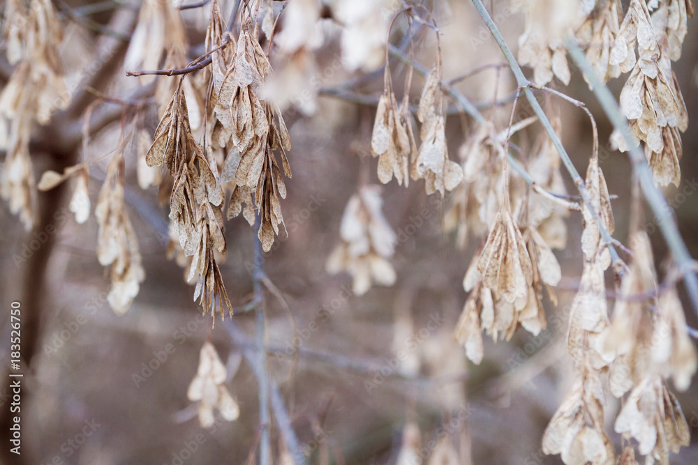 Box Elder tree seeds hang from the branches in early winter; a thin