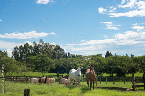 cavalos no campo © EDBS