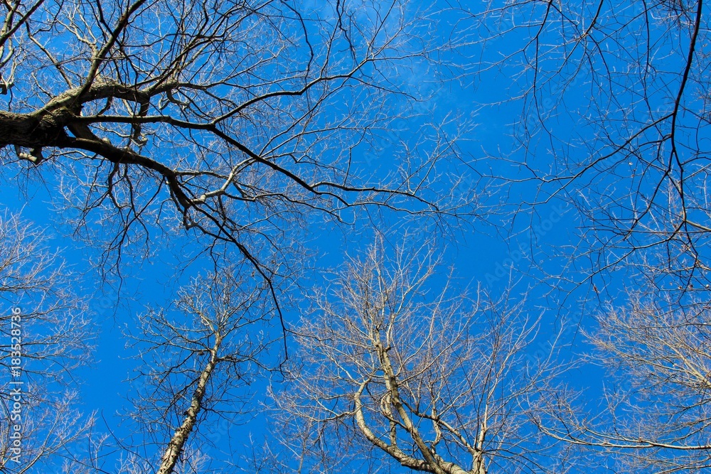 Obraz premium The bare branches of the trees and the blue sky in the background.
