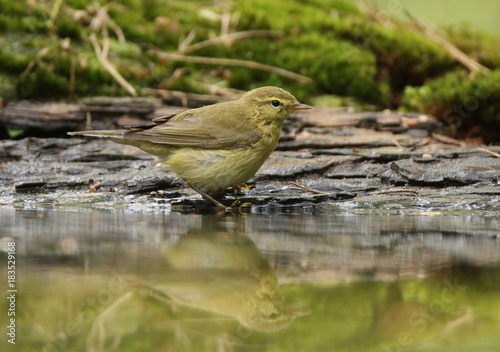 Willow Warbler