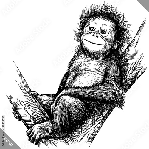Photography black and white engrave isolated monkey vector illustration