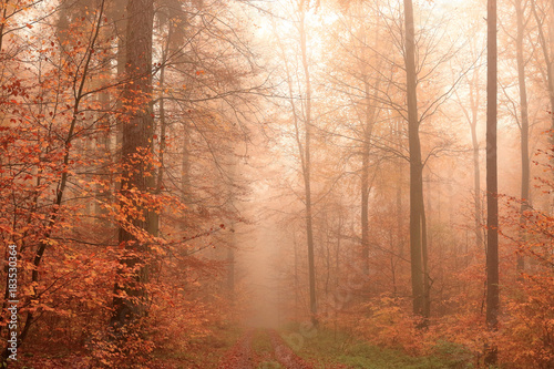 Mystisch goldener Nebelwald