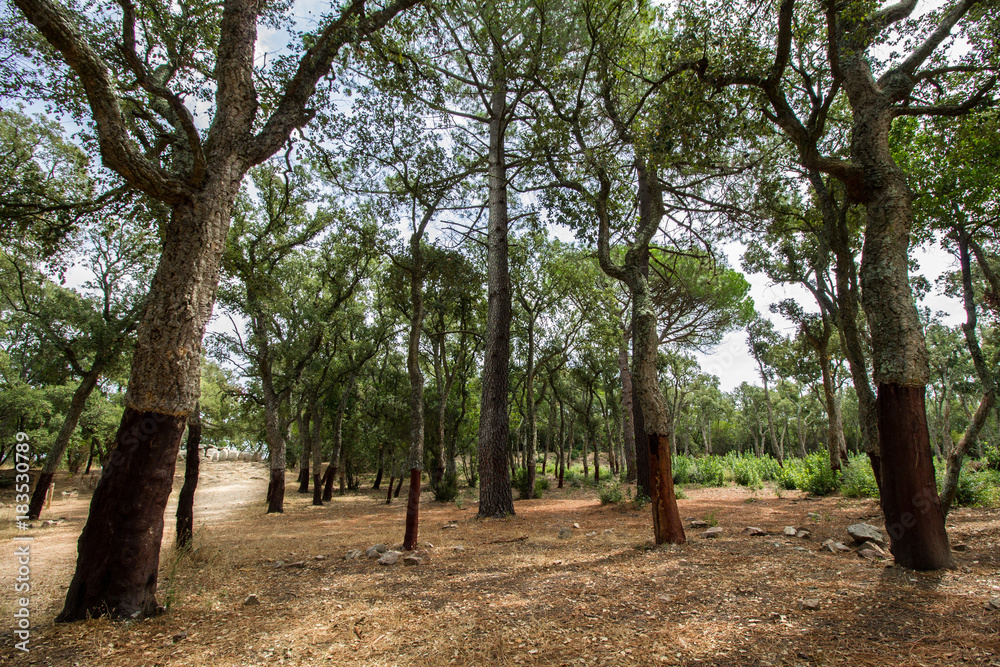 Ages old Cork Oak Forest in the Spanish Costa Brava with Path Leading to Prehistoric Megalithic Monument. The Dark Bases of the Tree is where Cork Bark has been Harvested Ages old Cork Oak Forest in the Spanish Costa Brava with Path Leading to Prehistoric Megalithic Monument. The Dark Bases of the Tree is where Cork Bark has been Harvested