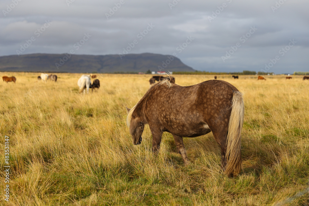Icelandic horse on a grass field Icelandic horse on a grass field