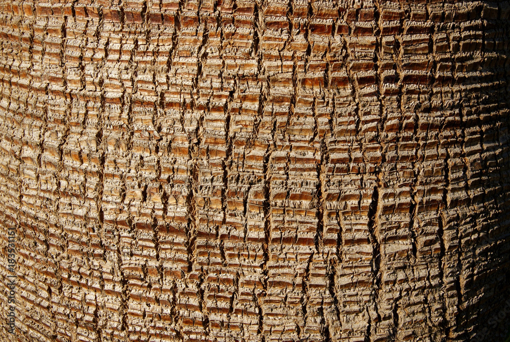 Fototapeta premium Background Texture A Close Up of the Bark of a Palm Tree