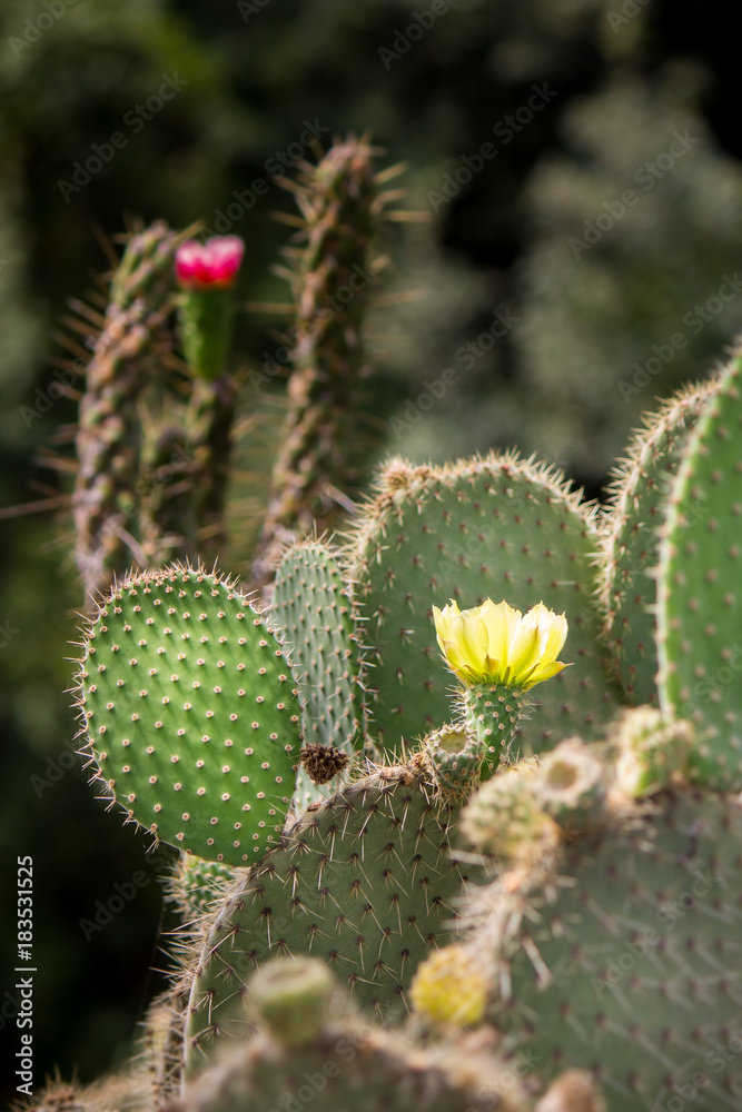 Blooming cactus in the Spanish countryside - the fruits of this species, known as Indian or Christian Figs are regularly eaten Blooming cactus in the Spanish countryside - the fruits of this species, known as Indian or Christian Figs are regularly eaten