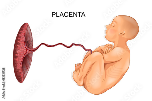 baby and placenta photo